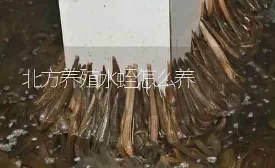 北方养殖水蛭怎么养 | 特种养殖
