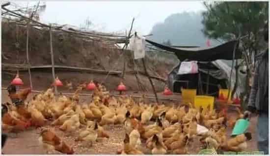 养鸡的常见疾病及防治方法(附兽药推荐) | 动物饲养方法