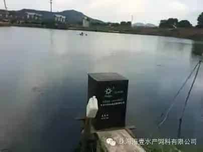 安装投料机以后鲮鱼养殖户喂料省时省力