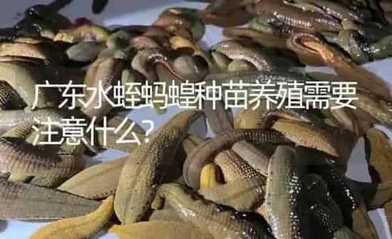 广东水蛭蚂蝗种苗养殖需要注意什么？ | 特种养殖