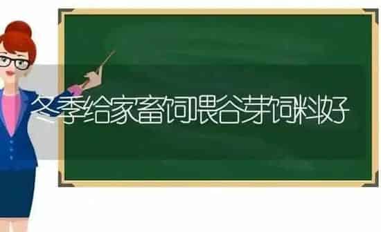 冬季给家畜饲喂谷芽饲料好 | 动物养殖饲料