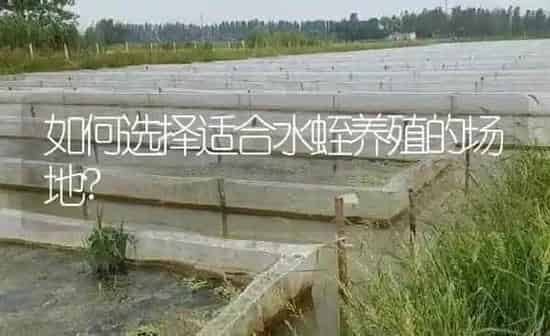 如何选择适合水蛭养殖的场地? | 特种养殖
