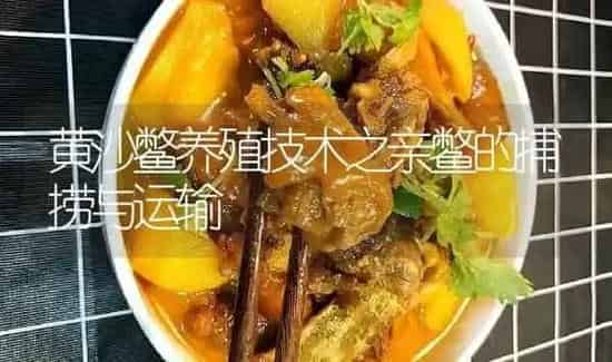 黄沙鳖养殖技术之亲鳖的捕捞与运输 | 淡水养殖