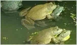 牛蛙蝌蚪的养殖管理 | 动物饲养方法