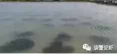 处理池塘水浑，一定要对症下药！