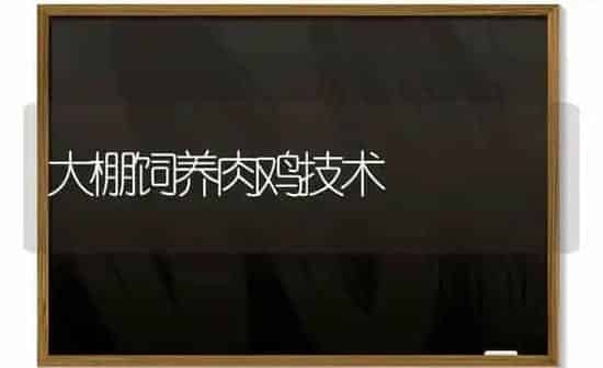 大棚饲养肉鸡技术 | 家禽养殖