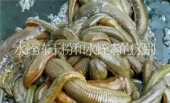 水蛭冻干粉和水蛭素的区别 | 特种养殖