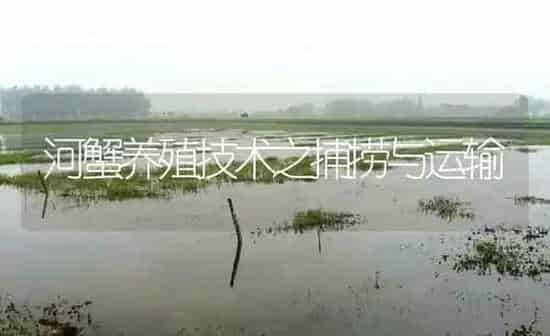 河蟹养殖技术之捕捞与运输 | 淡水养殖