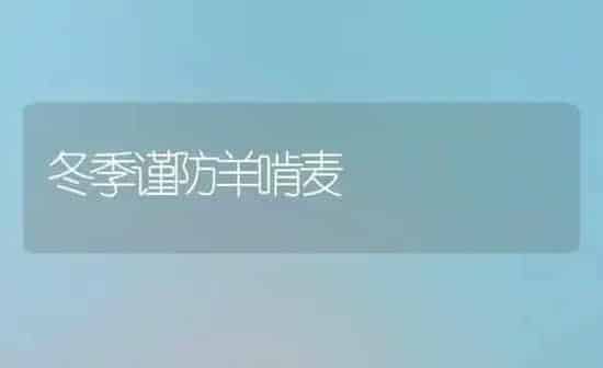 冬季谨防羊啃麦 | 家畜养殖