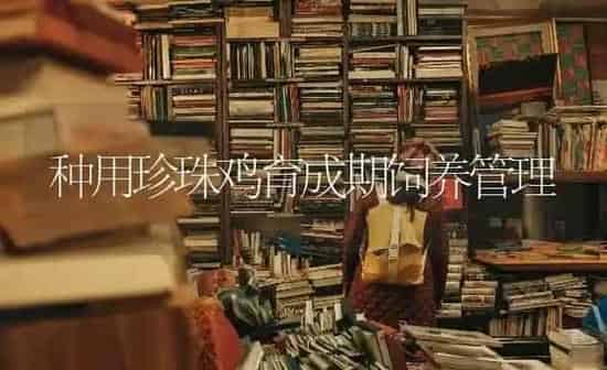 种用珍珠鸡育成期饲养管理 | 家禽养殖