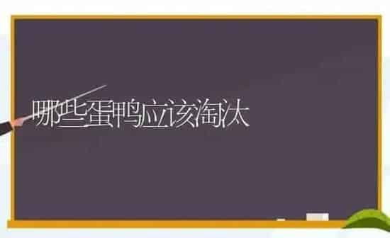 哪些蛋鸭应该淘汰 | 家禽养殖