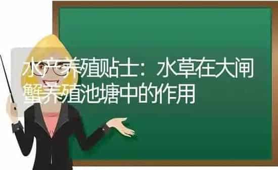 水产养殖贴士：水草在大闸蟹养殖池塘中的作用 | 动物养殖百科