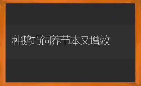 种鹅巧饲养节本又增效 | 家禽养殖
