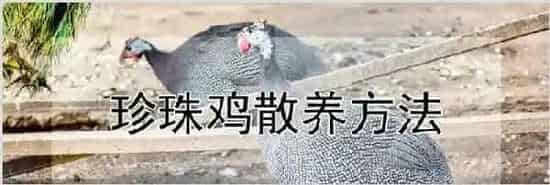 珍珠鸡散养方法 | 农业养殖科普