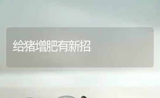 给猪增肥有新招 | 家畜养殖
