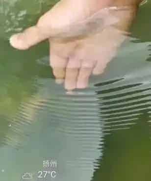 处理池塘水浑，一定要对症下药！