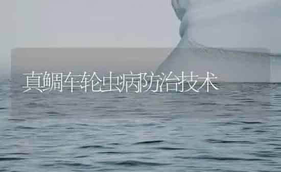 真鲷车轮虫病防治技术 | 海水养殖