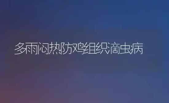 多雨闷热防鸡组织滴虫病 | 家禽养殖