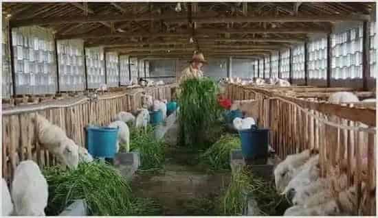 羔羊开食及育肥技术讲解 | 农业养殖技术