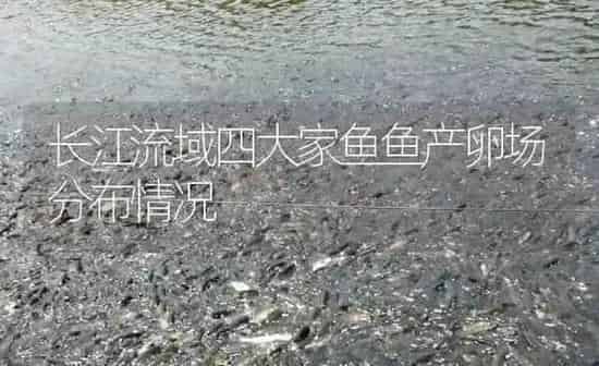 长江流域四大家鱼鱼产卵场分布情况 | 淡水养殖