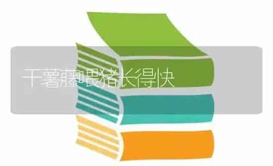 干薯藤喂猪长得快 | 家畜养殖