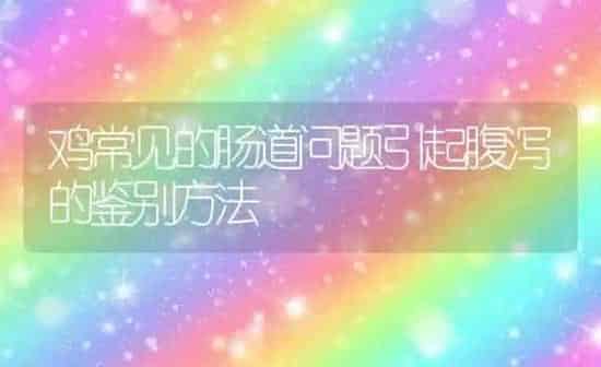 鸡常见的肠道问题引起腹泻的鉴别方法 | 家禽养殖