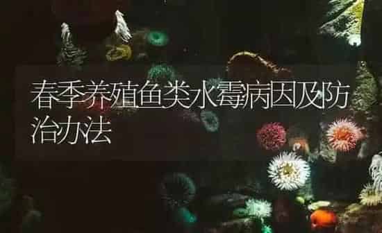 春季养殖鱼类水霉病因及防治办法 | 养殖病虫害防治