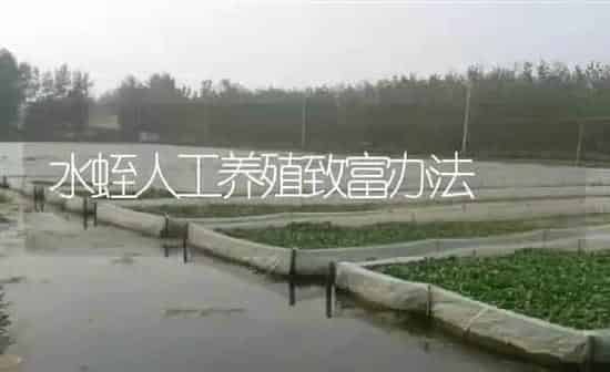 水蛭人工养殖致富办法 | 特种养殖