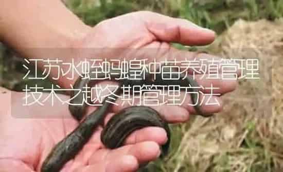 江苏水蛭蚂蝗种苗养殖管理技术之越冬期管理方法 | 特种养殖