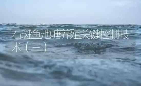 石斑鱼池塘养殖关键控制技术（三） | 海水养殖