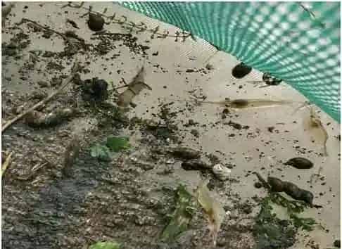 扬州高邮罗氏沼虾放大水前后养殖注意事项