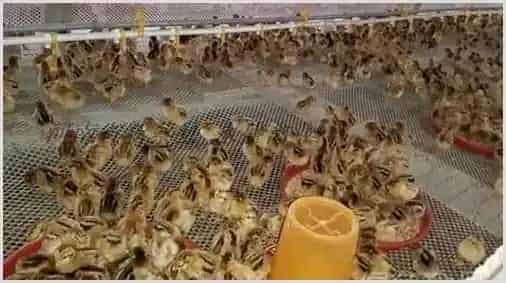 雏鸡出壳后多久开食？养鸡注意事项 | 动物养殖知识