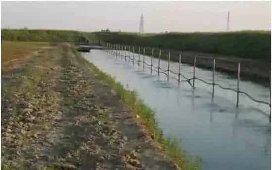扬州高邮罗氏沼虾放大水前后养殖注意事项