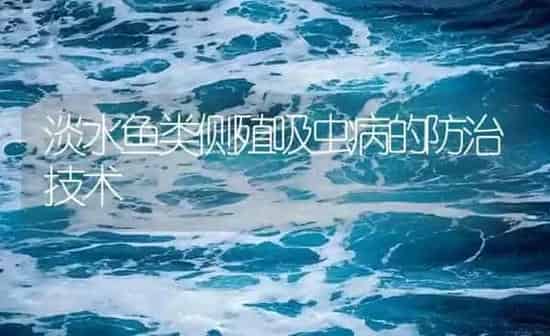 斑点叉尾鮰水霉病症状及防治技术 | 养殖病虫害防治