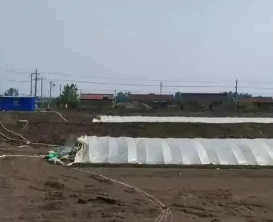 扬州高邮罗氏沼虾放大水前后养殖注意事项