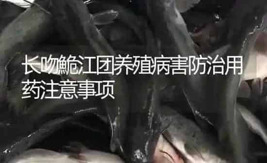 长吻鮠江团养殖病害防治用药注意事项 | 养殖病虫害防治