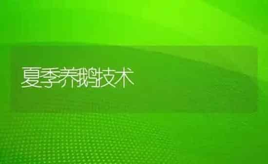 夏季养鹅技术 | 家禽养殖