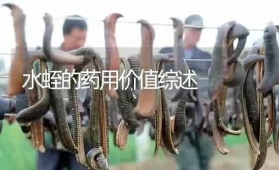 水蛭的药用价值综述 | 养殖病虫害防治