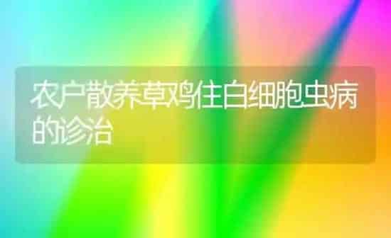 农户散养草鸡住白细胞虫病的诊治 | 家禽养殖