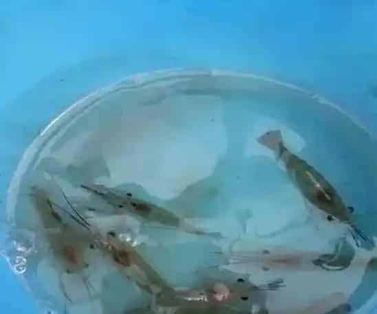 扬州高邮罗氏沼虾放大水前后养殖注意事项