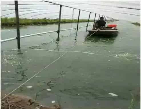扬州高邮罗氏沼虾放大水前后养殖注意事项