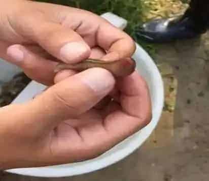 水蛭养殖过程中常见病水鼓病的防治方法