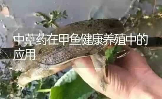 中草药在甲鱼健康养殖中的应用 | 养殖病虫害防治