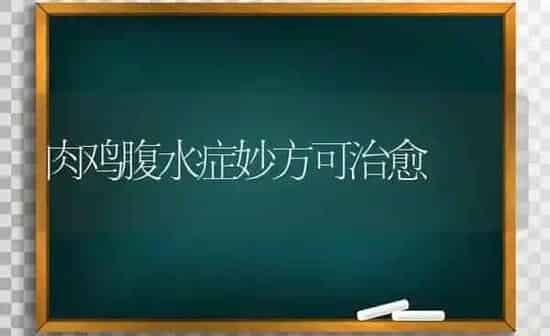 肉鸡腹水症妙方可治愈 | 家禽养殖