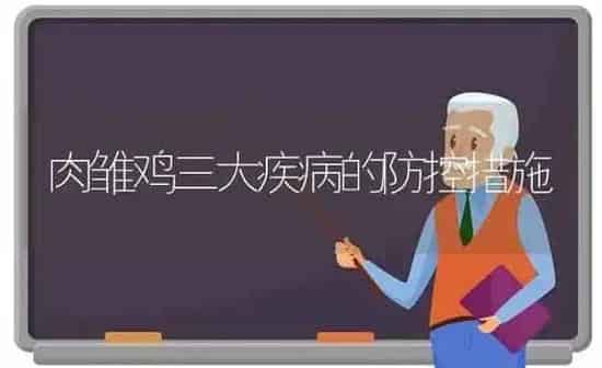 肉雏鸡三大疾病的防控措施 | 家禽养殖