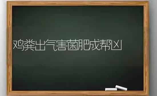 鸡粪出气害菌肥成帮凶 | 家禽养殖