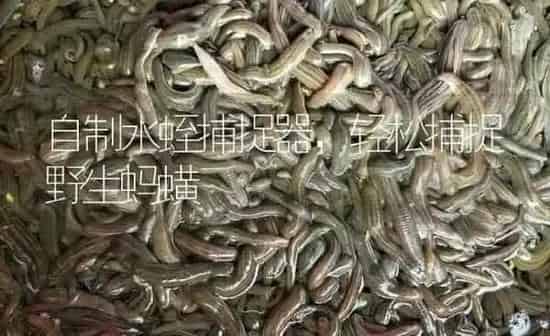 自制水蛭捕捉器，轻松捕捉野生蚂蟥 | 特种养殖