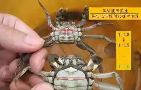 2015年河蟹养殖前两次蜕壳的技术管理要点