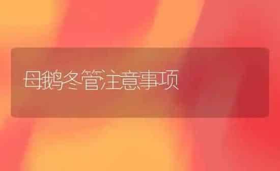 母鹅冬管注意事项 | 家禽养殖