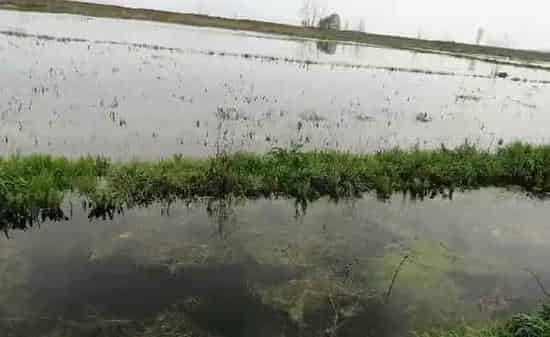养殖户使用青苔药引起的虾蟹死亡，责任在哪？